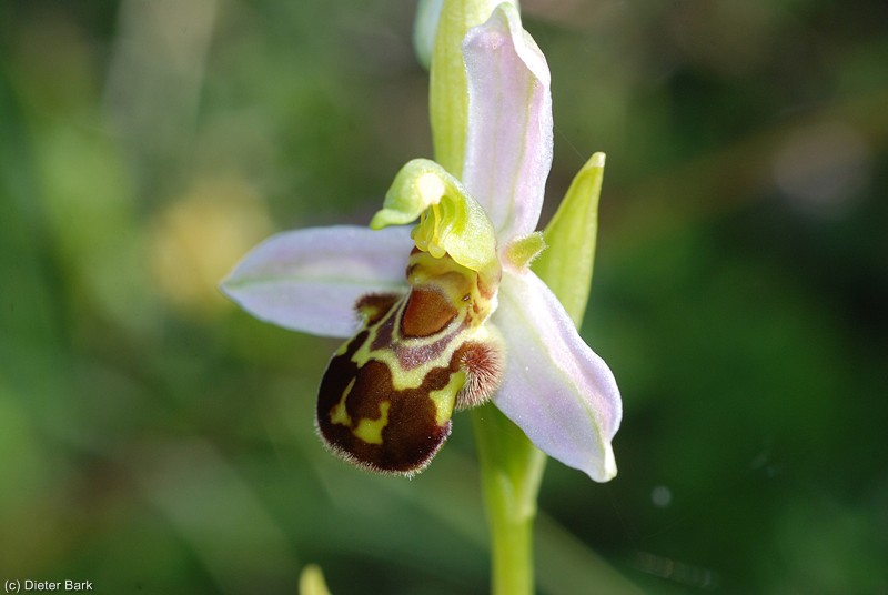 58 Bienenragwurz-Orchidee